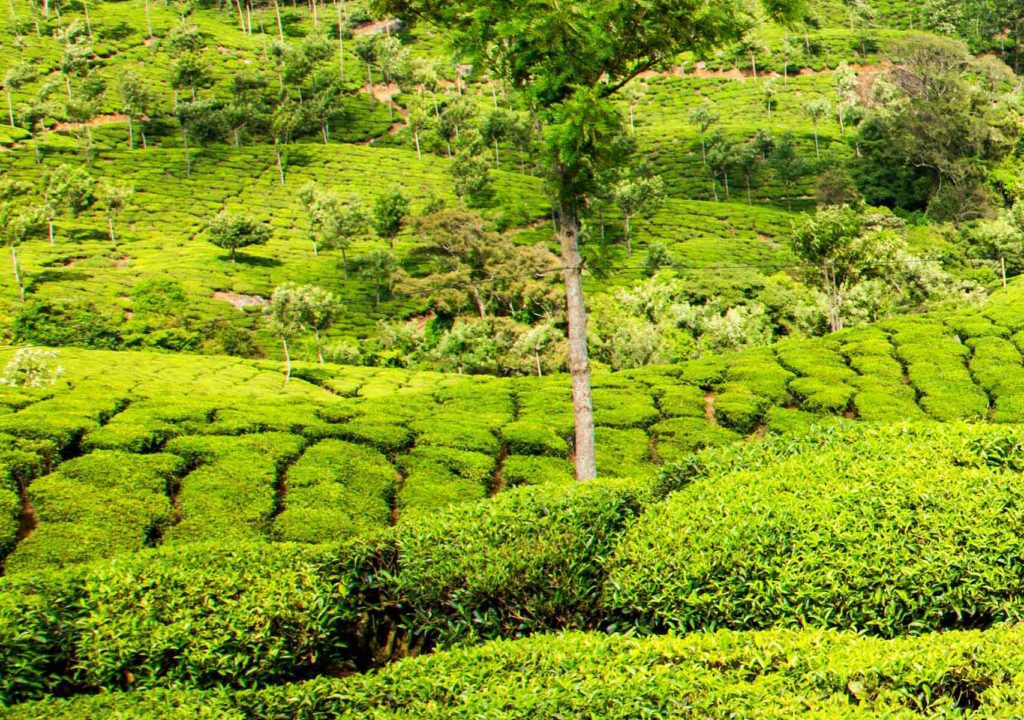 Tè alla moringa Tè alla moringa