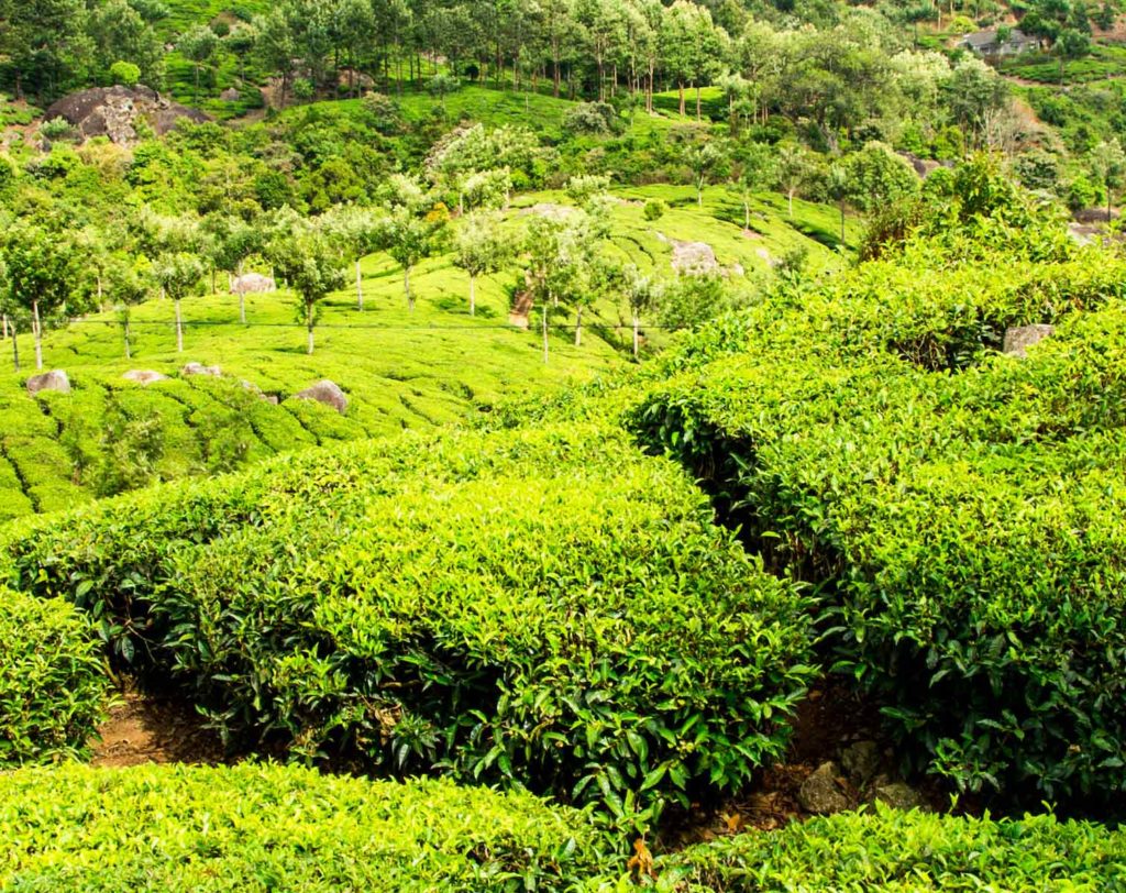 Tè alla moringa Tè alla moringa