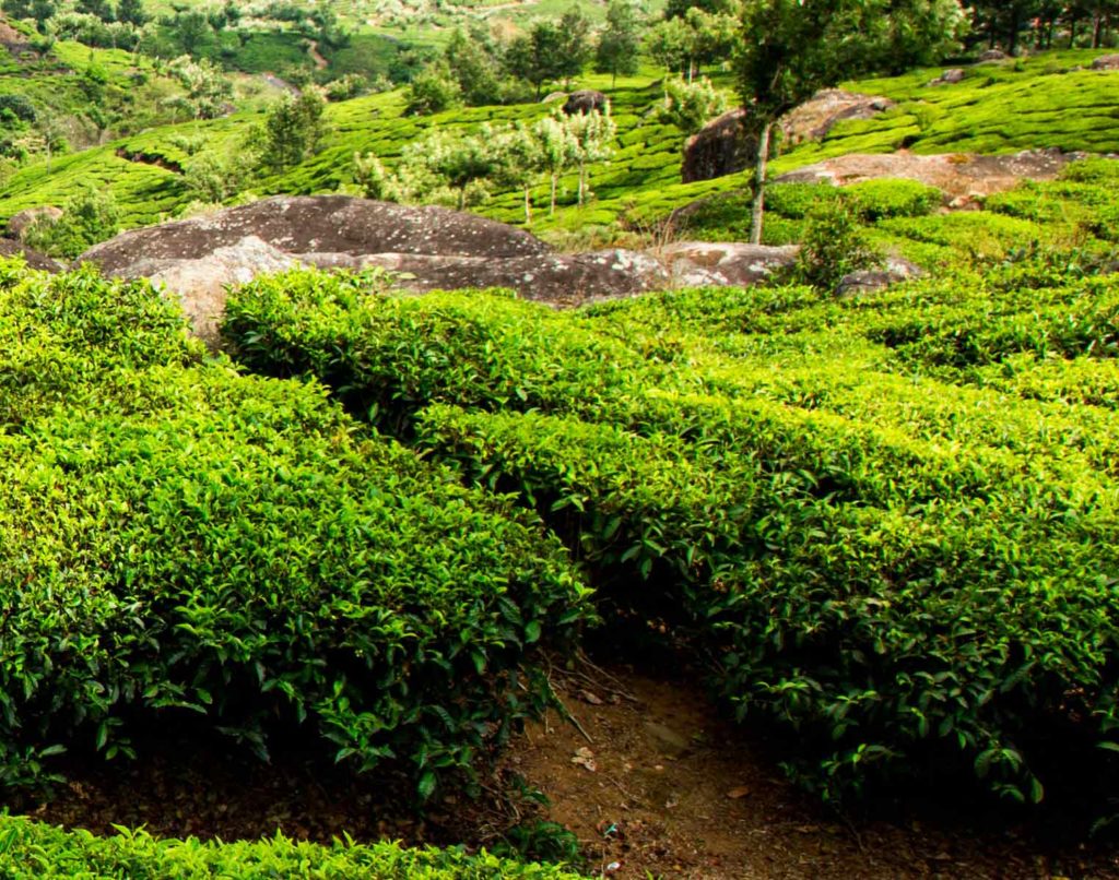 Tè alla moringa Tè alla moringa