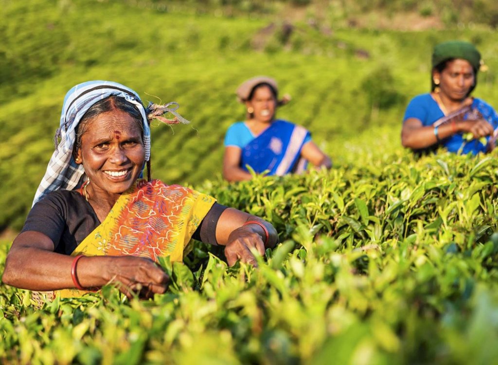 Everton Tè Verdi Everton Tè Verdi